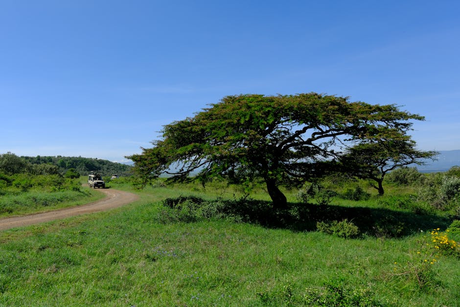 Kenya Safari